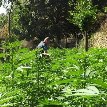Roccaforte del Greco, sequestrate 3 mila piante di marijuana