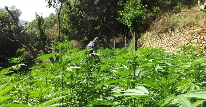 Roccaforte del Greco, sequestrate 3 mila piante di marijuana