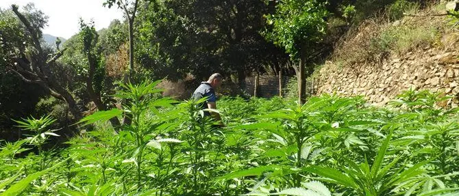 Roccaforte del Greco, sequestrate 3 mila piante di marijuana