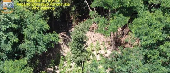 A Fabrizia scoperta una piantagione di canapa, sequestrate 130 piante