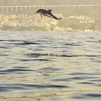 Giochi e salti dei delfini: spettacolo nel mare di Pizzo