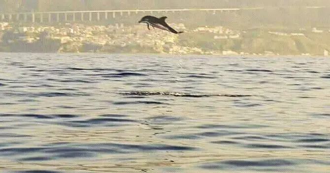 Giochi e salti dei delfini: spettacolo nel mare di Pizzo