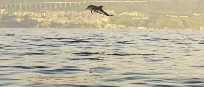 Giochi e salti dei delfini: spettacolo nel mare di Pizzo