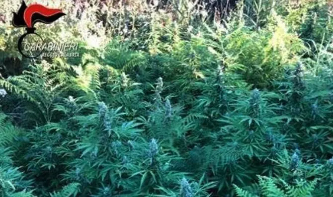 Marijuana, 960 piante rinvenute nella Valle del Torbido