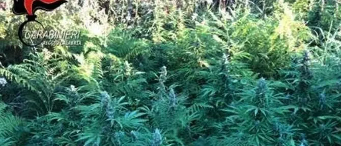 Marijuana, 960 piante rinvenute nella Valle del Torbido