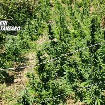 Marijuana a Marcellinara, scoperte oltre 500 piante -VIDEO