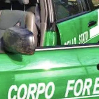 Tagli boschivi, sequestrata pineta ad Amendolara