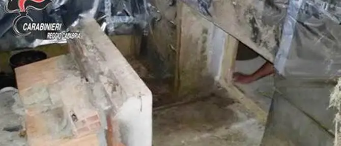 A Platì un bunker per coltivare la marijuana