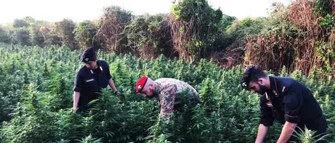 Oltre 3200 piante di marijuana, due arresti nel Reggino