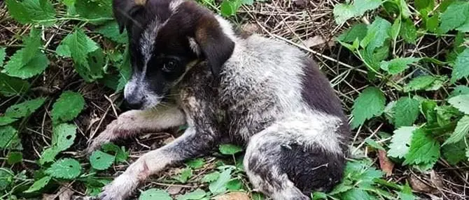 La storia di Civilina, il cucciolo gettato sotto un ponte che ora cerca casa