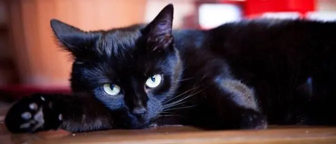 Non è vero ma ci credo… ancora: superstizioni che resistono in Calabria