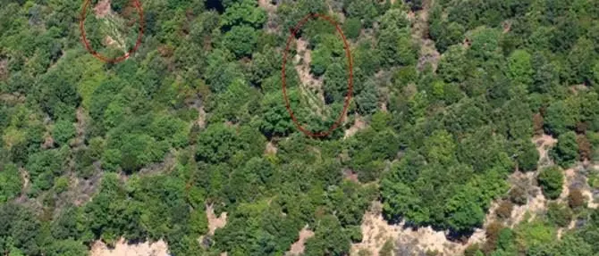 Tre piantagioni di marijuana scoperte a Gioiosa Ionica