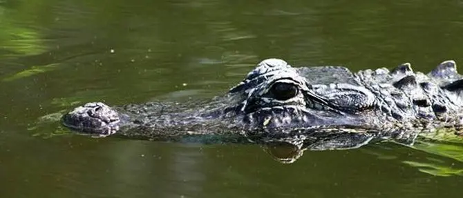 A Roma è caccia al coccodrillo: verifiche nei canali