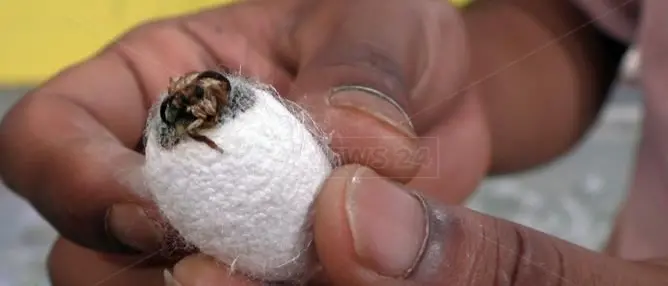 Lamezia, gli immigrati allevano bachi da seta e fanno rivivere la tradizione