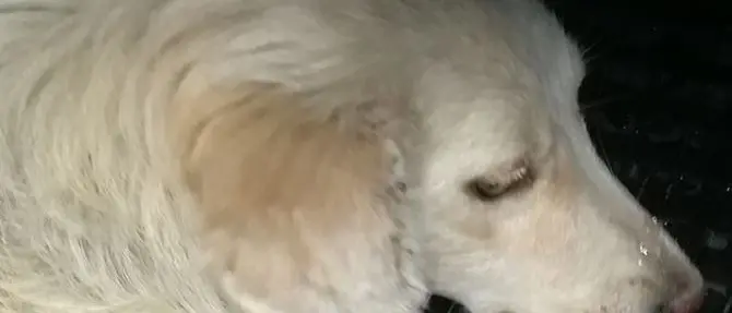 Cosenza, soccorre un cane per strada ma viene aggredita dai residenti