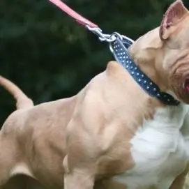 Pitbull stacca a morsi il braccio a una ragazza