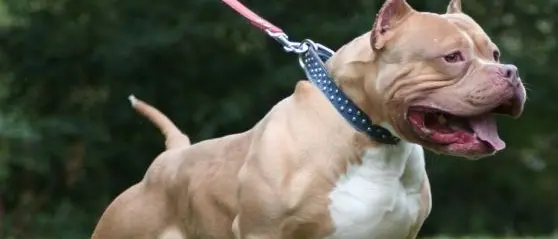 Pitbull stacca a morsi il braccio a una ragazza