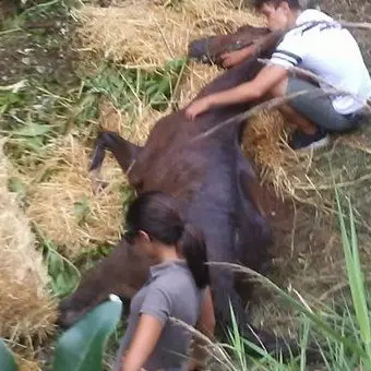 Catanzaro, cavallo precipita in un dirupo di 40 metri