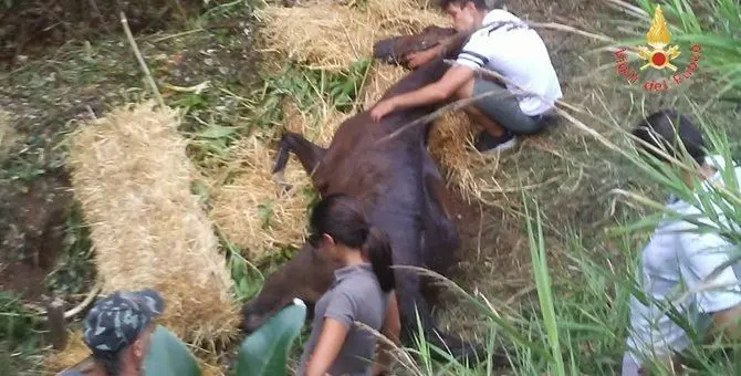 Catanzaro, cavallo precipita in un dirupo di 40 metri