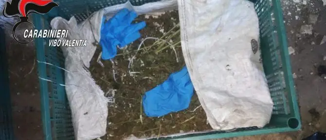 Joppolo, rinvenute oltre 1900 piante di marijuana