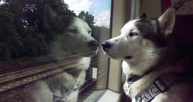 In treno con Fido, su Italo biglietti gratis per cani di media-grossa taglia