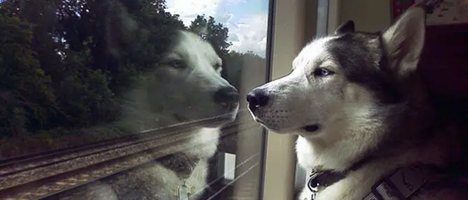 In treno con Fido, su Italo biglietti gratis per cani di media-grossa taglia