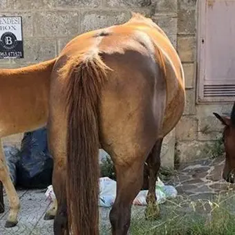 Vibo, il degrado è servito: cavalli in strada rovistano tra i rifiuti