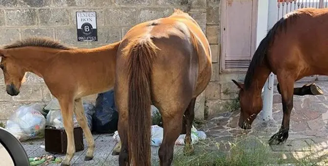 Vibo, il degrado è servito: cavalli in strada rovistano tra i rifiuti