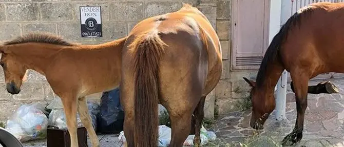 Vibo, il degrado è servito: cavalli in strada rovistano tra i rifiuti