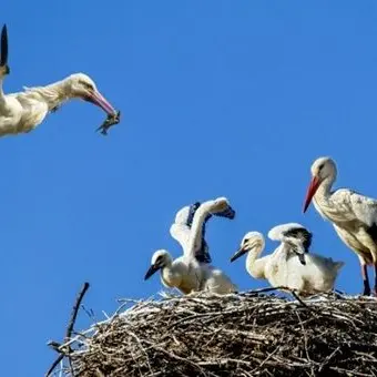 Cicogna bianca, sono 74 i piccoli nati in Calabria dall’inizio dell’anno