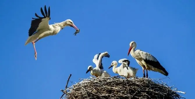 Cicogna bianca, sono 74 i piccoli nati in Calabria dall’inizio dell’anno