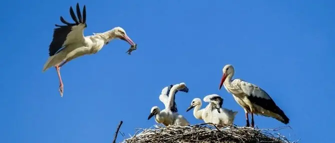 Cicogna bianca, sono 74 i piccoli nati in Calabria dall’inizio dell’anno
