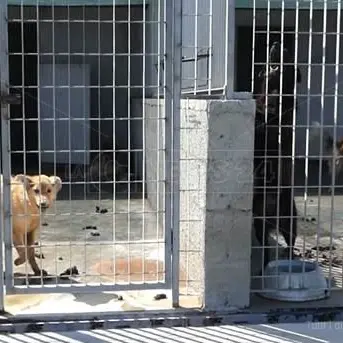 Quel canile di Vibo nel degrado, l'Ada getta la spugna