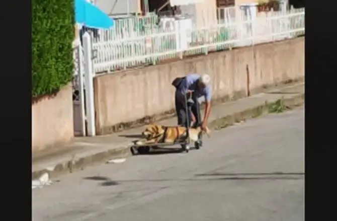 Vibo, il cane è malato ma il padrone lo porta a spasso ogni giorno -VIDEO