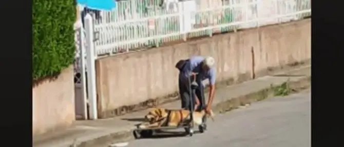 Vibo, il cane è malato ma il padrone lo porta a spasso ogni giorno -VIDEO