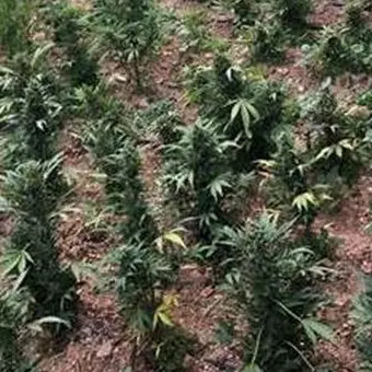 Droga, rinvenuta piantagione di marjuana nella Locride: 4 arresti