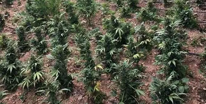 Droga, rinvenuta piantagione di marjuana nella Locride: 4 arresti