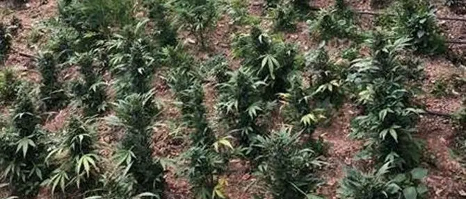 Droga, rinvenuta piantagione di marjuana nella Locride: 4 arresti