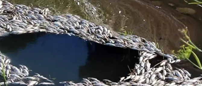Lamezia, pesci morti nel canalone dell'area industriale: aperto un fascicolo