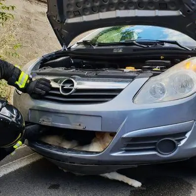 Cropani, investe un cane e rimane incastrato nel paraurti: intervengono i vigili del fuoco