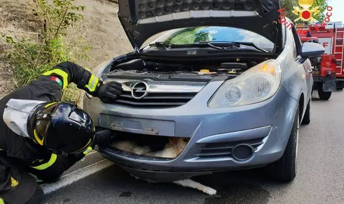 Cropani, investe un cane e rimane incastrato nel paraurti: intervengono i vigili del fuoco