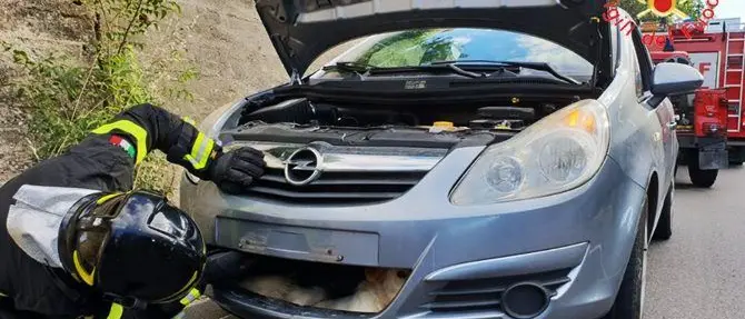Cropani, investe un cane e rimane incastrato nel paraurti: intervengono i vigili del fuoco