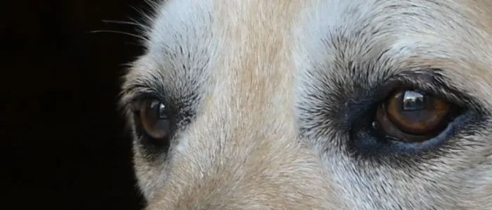 L’amore più forte della malattia: la struggente amicizia tra un uomo e il suo cane