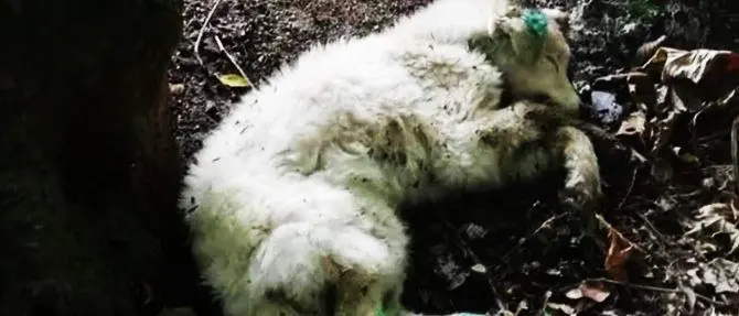 Presa a bastonate e gettata tra i rifiuti, Primula non ce l’ha fatta