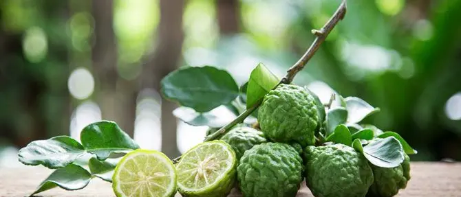 Reggio Calabria, il Museo del bergamotto trova casa