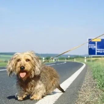 #Amamiebasta. Anas e Lega nazionale del cane insieme contro l'abbandono