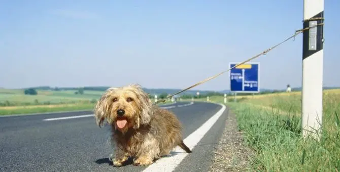 #Amamiebasta. Anas e Lega nazionale del cane insieme contro l'abbandono