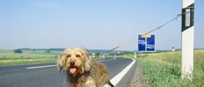 #Amamiebasta. Anas e Lega nazionale del cane insieme contro l'abbandono