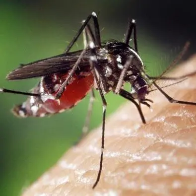 Zanzara tigre, rischio infestazione in Calabria