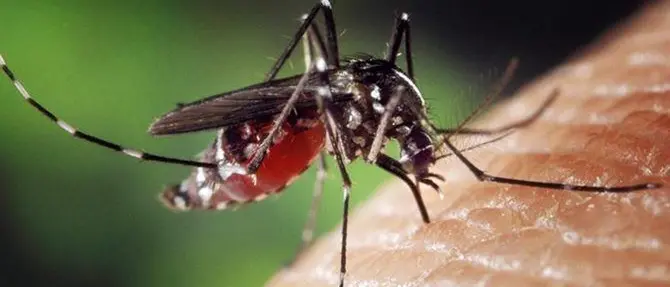 Zanzara tigre, rischio infestazione in Calabria